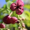 Akebia quinata - 2L 80-100cm