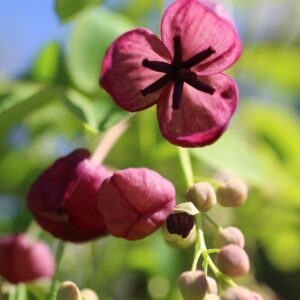 Akebia quinata