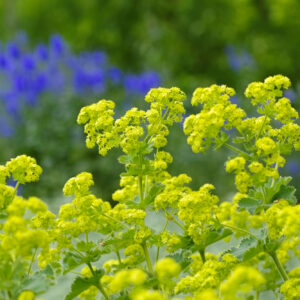 Alchemilla mollis
