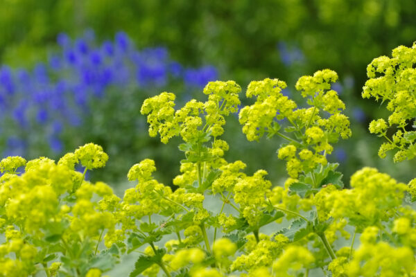 Alchemilla mollis