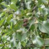 Alnus cordata / Italian Alder - 12-14cm girth, 3.5-4m tall, Rootballed