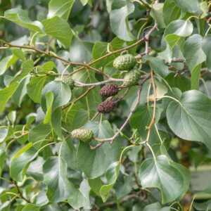 Alnus cordata / Italian Alder