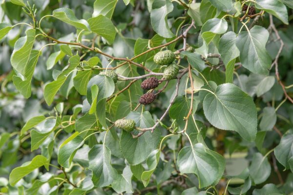 Alnus cordata / Italian Alder