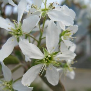 Amelanchier canadensis