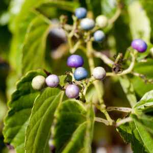 Ampelopsis brev.  ‘Elegans’