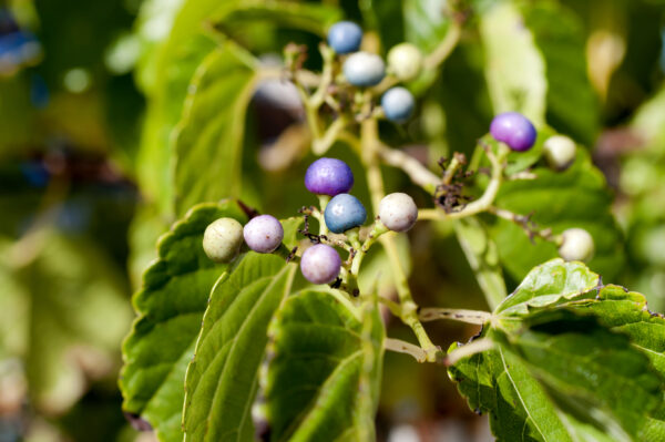 Ampelopsis brev.  ‘Elegans’
