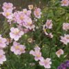 Anemone Queen Charlotte - 2L