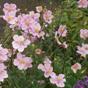 Anemone Queen Charlotte