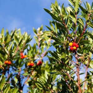 Arbutus unedo / Strawberry Tree