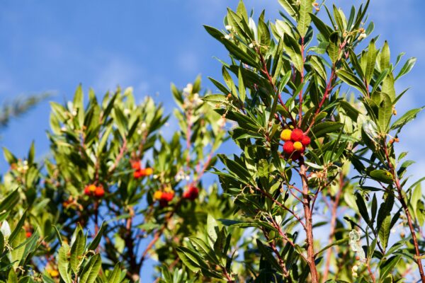 Arbutus unedo / Strawberry Tree