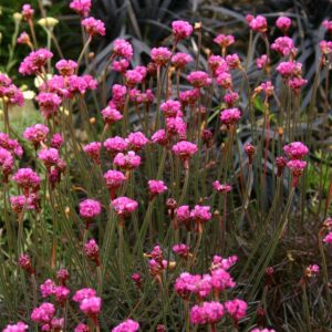 Armeria maritima Rubrifolia