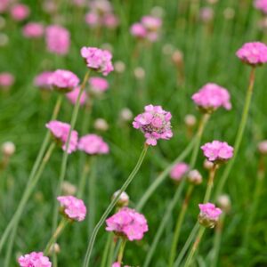 Armeria maritima Splendens