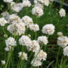 Armeria maritima Alba - 2L