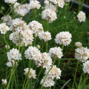 Armeria maritima Alba