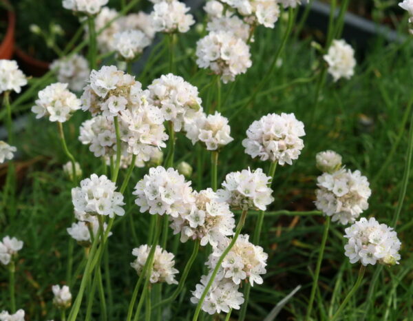 Armeria maritima Alba