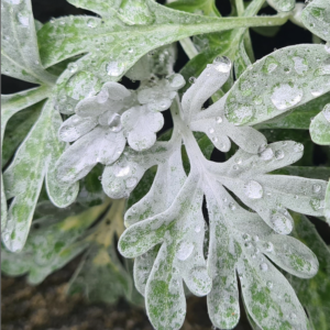 Artemesia ste. Silver Brocade