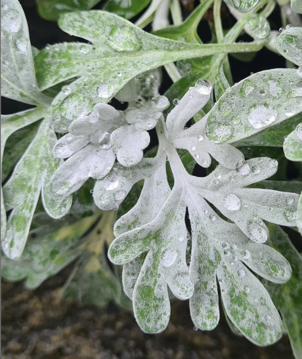 Artemesia ste. Silver Brocade