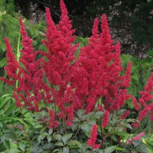 Astilbe Burgundy Red