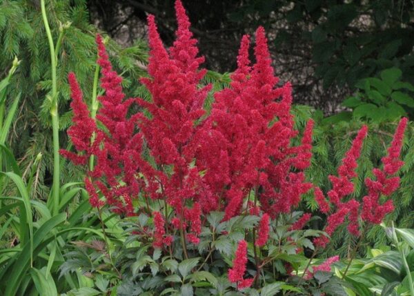 Astilbe Burgundy Red