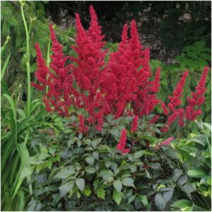 Astilbe Etna