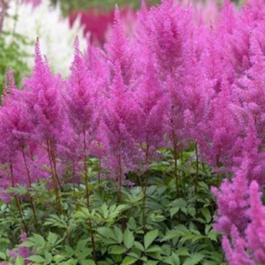 Astilbe Purple Glory