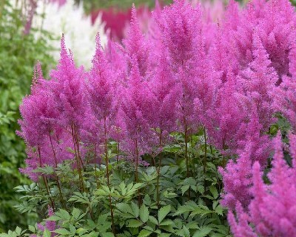 Astilbe Purple Glory