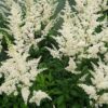 Astilbe Snowdrift - 2L
