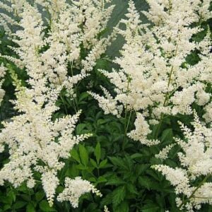Astilbe Snowdrift