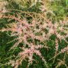 Astilbe Sprite - 2L