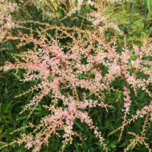Astilbe Sprite