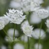 Astrantia Shaggy - 2L