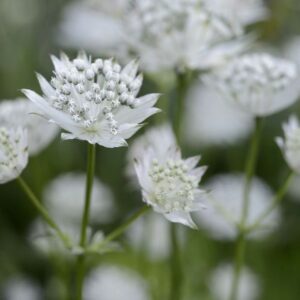 Astrantia Shaggy