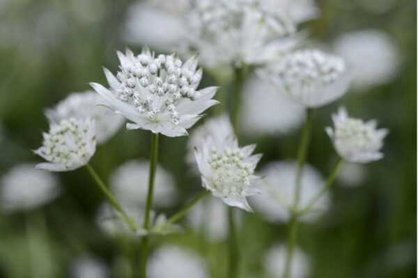 Astrantia Shaggy