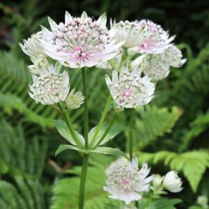 Astrantia 'Star Of Billion'