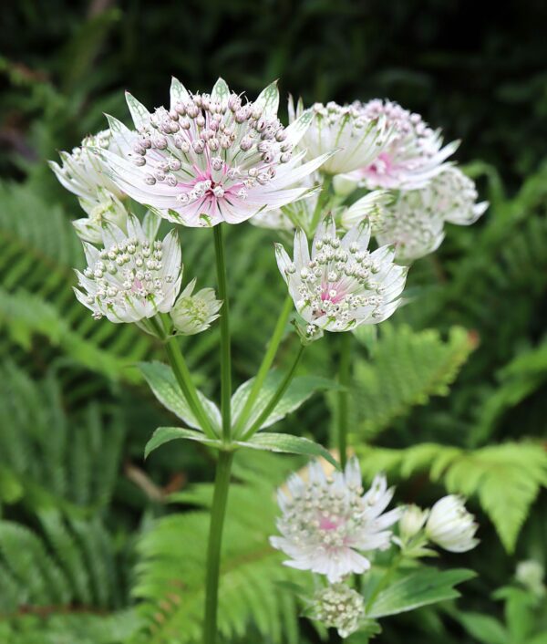 Astrantia 'Star Of Billion'