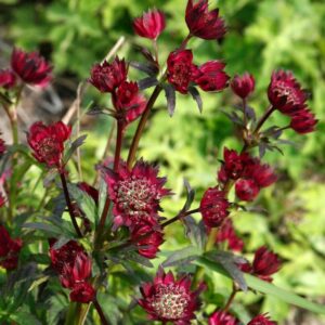 Astrantia Moulin Rouge