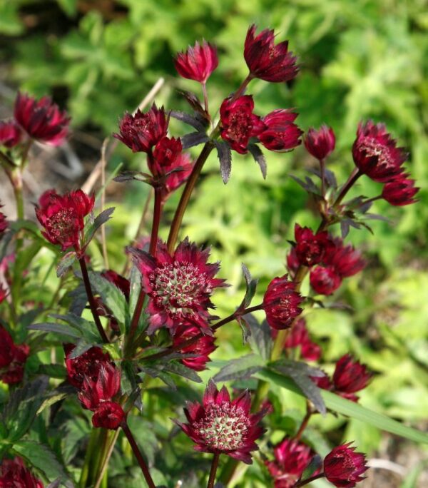 Astrantia Moulin Rouge