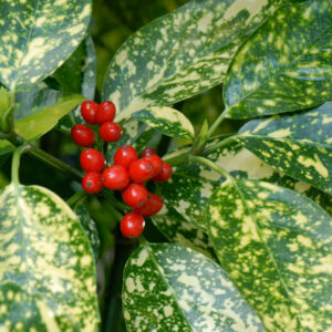 Aucuba japonica variegata