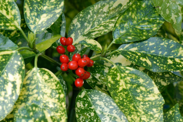 Aucuba japonica variegata