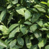 Aucuba japonica Crotonifolia - 3L