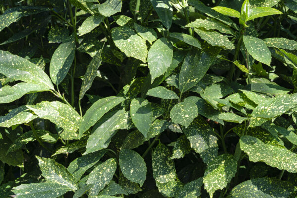 Aucuba japonica Crotonifolia