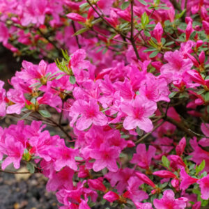 Azalea japonica Half Standard