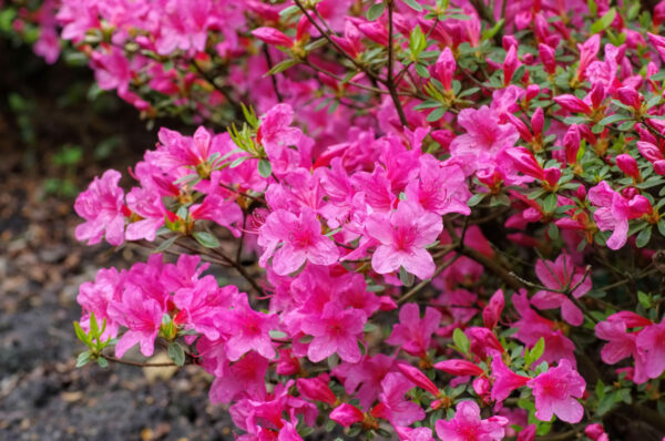 Azalea japonica Half Standard