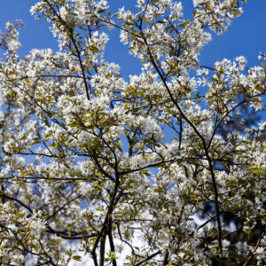 Amelanchier lamarkii