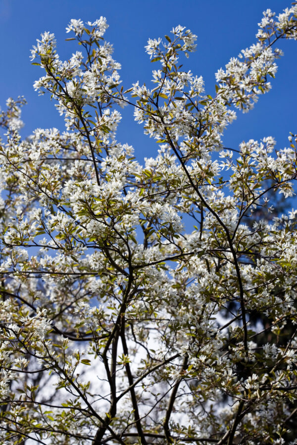 Amelanchier lamarkii