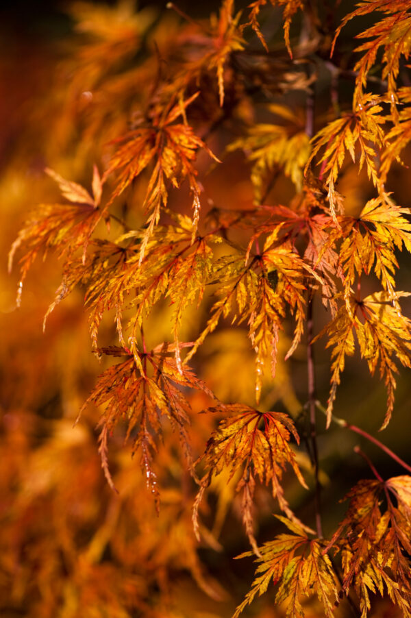 Acer dissectum Emerald Lace - Image 2