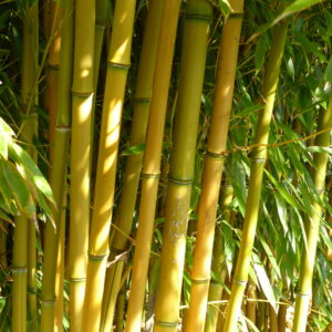 Bamboo Phyllostachys Aureocalis / Yellow groove bamboo