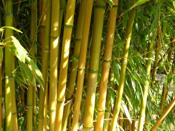 Bamboo Phyllostachys Aureocalis / Yellow groove bamboo