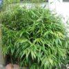 Pseudosasa japonica 'Metake' / Bamboo Metake - 12L 150-200cm