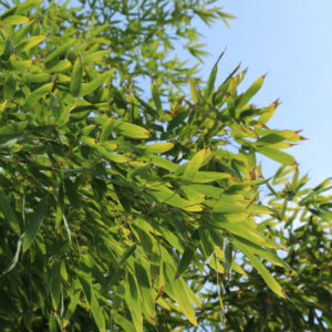Bamboo Phyllostachys viridiglaucescens